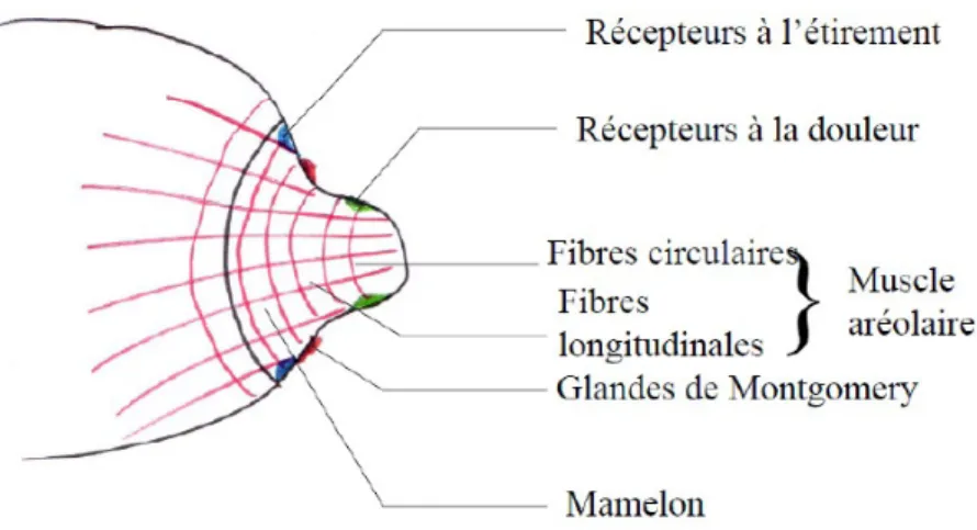 Figure 1 : Anatomie de l’aréole et du mamelon (1) 