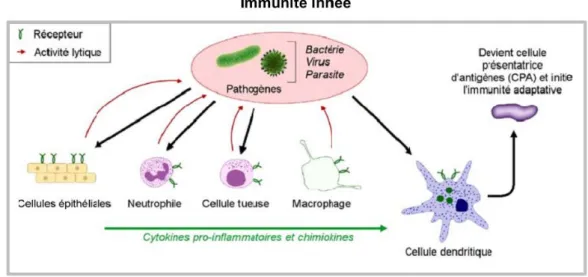 Figure  3 : Immunité innée (13)