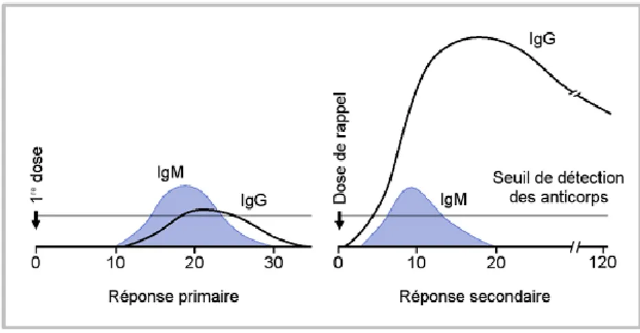 Figure 6 : Réponse immunitaire due à un vaccin inactivé entier ou à un vaccin à protéines purifiées (15) 