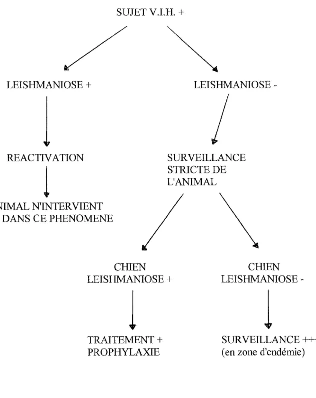 Figure n°14 : ROLE DE L'ANIMAL DANS LA TRANSMISSION DE LA  LEISHMANIOSE CHEZ LE SIDEEN 