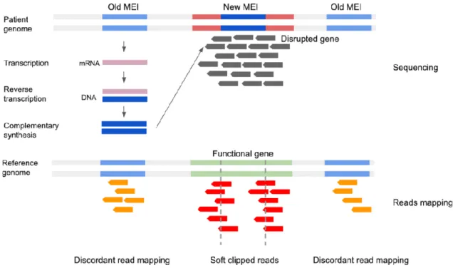 Figure  2:  Difficultés  d’alignement  des  lectures  en  lien  avec  la  présence  de  transposons,  la  présence  des  transposons en plusieurs exemplaires, et de localisation variable, entraine des erreurs lors de l’application  des  logiciels  d’aligne