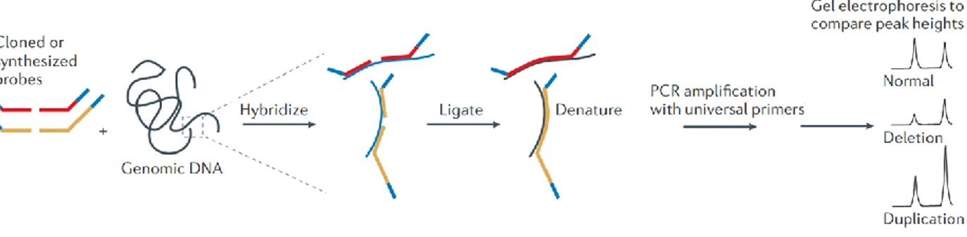 Figure 10: Illustration d’une méthode de PCR multiplexe pour la détection des CNV, Technique Multiplex  Ligation-dependent Probe Amplification (MLPA)
