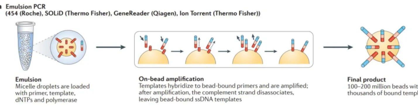 Figure 13 : Illustration de la technologie de PCR par d’émulsion. L’étape de PCR est effectuée sur une bille,  à  l'intérieur  d’une  micelle,  recouvrant  chaque  bille  de  milliers  de  copies  de  la  même  séquence  d'ADN