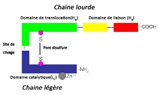 Figure 2 : Structure tertiaire fonctionnelle de la neurotoxine botulique 