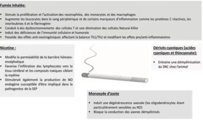 Figure 4 : Effets anti-inflammatoires de la fumée de tabac et propriétés neurotoxiques de ces composants                            (Source : Floriane Calocer)(19) 