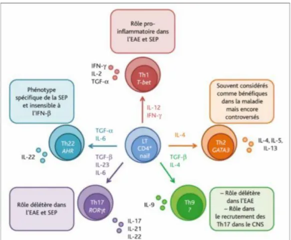 Figure 7 : Différentiation des LT-CD4 +  naïfs sous la pression de sélection cytokinique (20) 