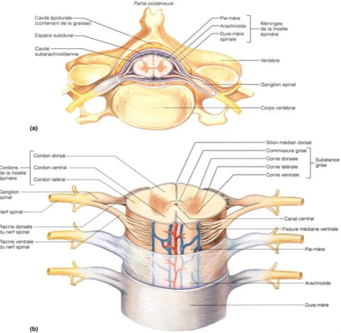 Figure 4 : Anatomie de la moelle épinière et méninges [4] 