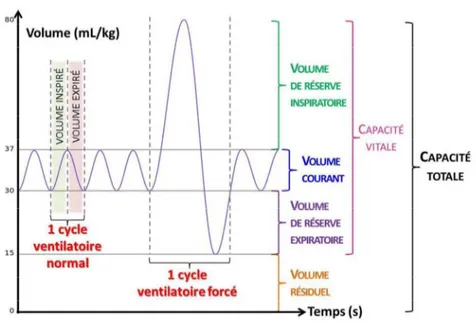 Figure 5 : Schéma des volumes respiratoires associés au cycle respiratoire 13