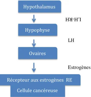 Figure 26 – Effets de l’axe hypothalamo-hypohysaire sur la sécrétion  ovarienne des estrogènes