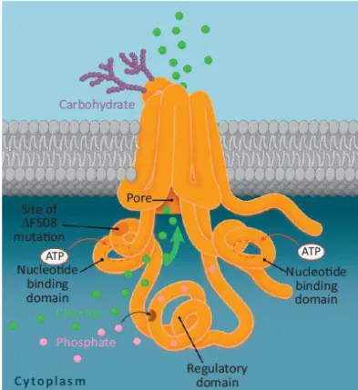 Figure 2 : Illustration de la protéine CFTR fonctionnelle (9) 