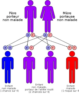 Figure 5 : M ode de transmission d’une maladie génétique récessive ( 15) 