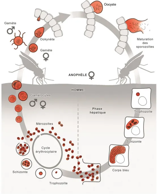 Figure 6. Cycle évolutif de Plasmodium (7) 