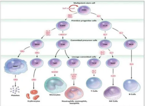 Figure 1 : Hématopoïèse physiologique. Les cellules hématopoïétiques sont toutes issues de la HSC