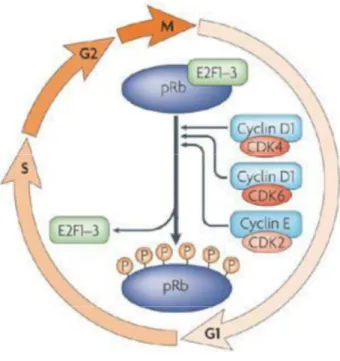 Figure 4 : Transition de la phase G1 à la  phase  S  du  cycle  cellulaire  sous  le  contrôle de la cycline D1