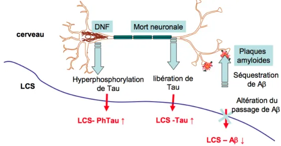 Figure  1 :  Interprétation  des  variations  des  biomarqueurs  dans  le  LCR  au  cours  de  la 