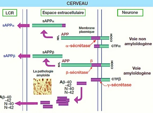 Figure 3 : Clivage de l’APP par les sécrétases (journal international de médecine) 