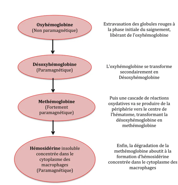 Figure 7 : Évolution biochimique de l’hémoglobine au cours d’une hémorragie 