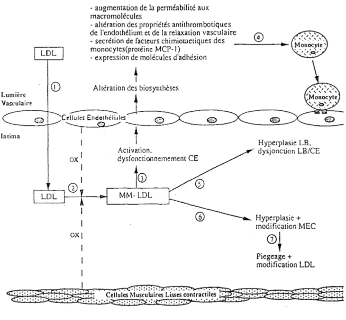 Figure 5:  Formation de l'état prélésionnel de la plaque d'athérome (32).  Lumière  Vasculaire  Intima  LOL  CD 