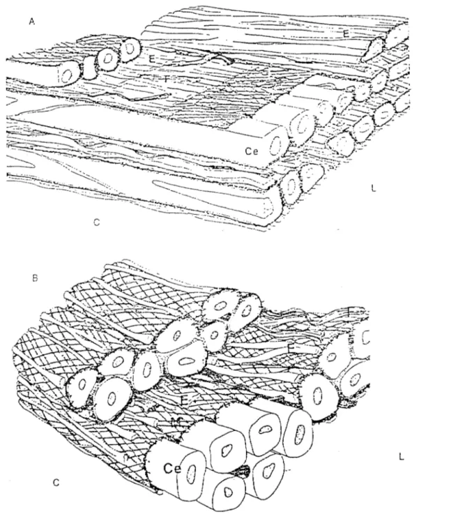 Figure 11: Représentation de l'organisation des cellules et des fibres dans  les  artères élastiques  (A)  et musculaires  (B)