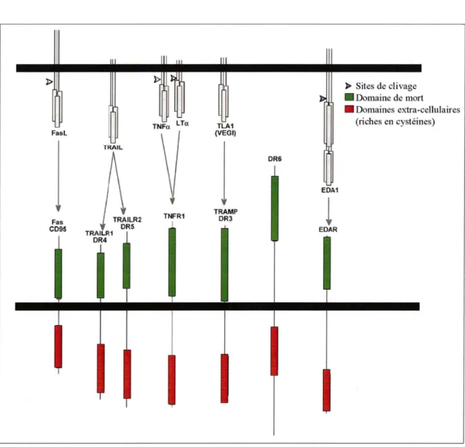 Figure 1 O.  La famille des récepteurs de mort 