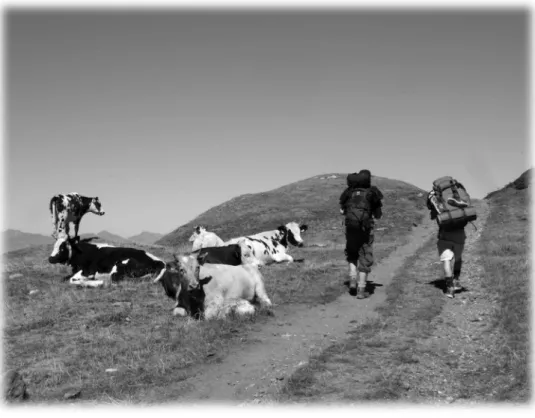 Figure 6 : Troupeau de vaches (29)