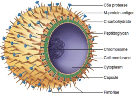 Figure 2. Représentation schématique de la structure morphologique d’un streptocoque  du groupe A