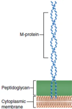 Figure 4. Schéma de la structure de la protéine M et de sa position dans la paroi  bactérienne