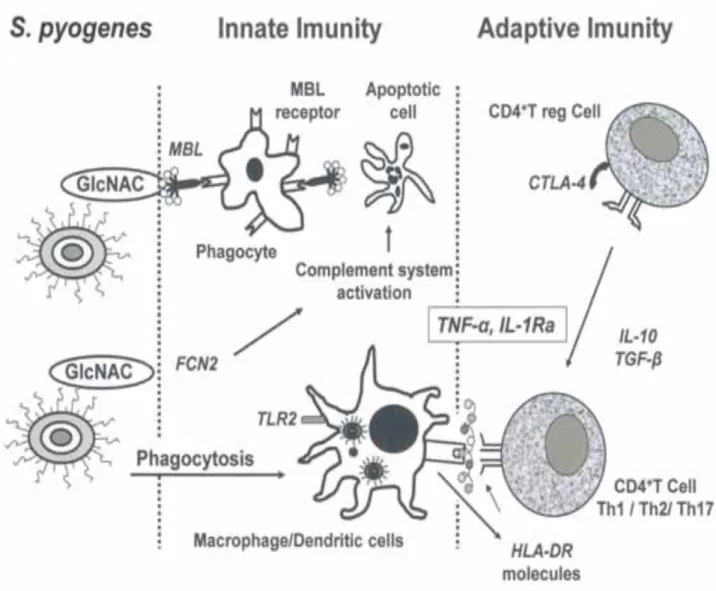 Figure 8. Représentation schématique de la réponse immunitaire innée et adaptative  suite à une infection pharyngée à S