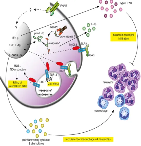 Figure 9. Reconnaissance du SGA et activation des réponses immunitaires innées. 
