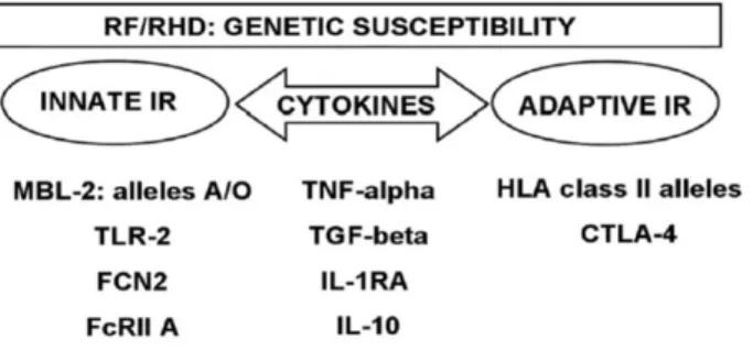 Figure 10. Gènes impliqués dans le développement du RAA et de la cardiopathie  rhumatismale chronique