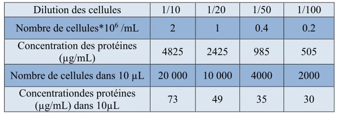 Tableau 3 : Quantité de protéines pour chaque dilution de cellules utilisées dans la  mise au point de l’immunobuvardage avec l’anti-Dap-3 