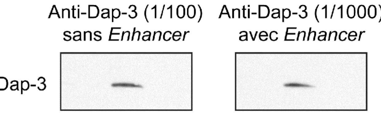 Figure  5 :  Immunobuvardage  avec  l’anti-Dap-3  avec  ou  sans  enhancer  pour  l’anti- l’anti-Dap-3 et l’anticorps secondaire