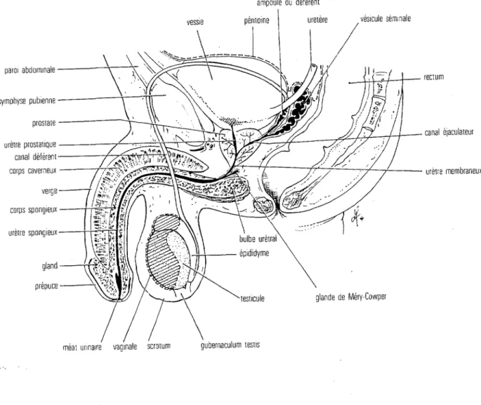 Figure 1  Organisation de  l'appareil  génital mâle  (35) 