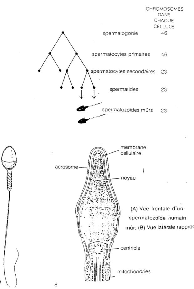 Figure  3  :  Résumé  de  la  spermatogénèse.Chaque  spermatogonie  donne  huit  spermatozoïdes mûrs,  dont chacun contient 23  chromosomes