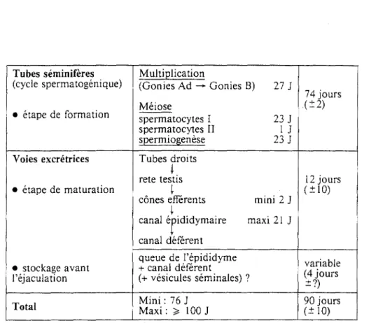 Figure  6 : Aspects chronologiques de  la formation et de  la vie  des  gamètes  dans  les voies génitales masculines ( 40) 