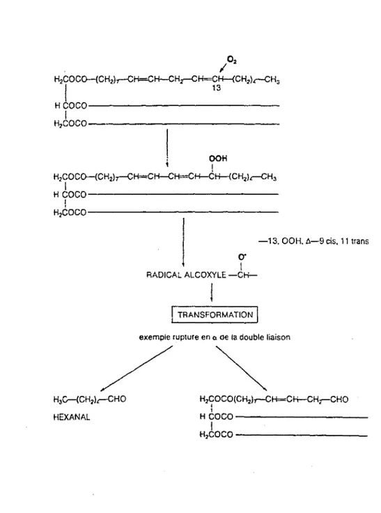 Figure  2 : Formation et transformation des  hydroperoxydes  (  17)  I  02  H 2 COCo-(CH2).,-CH=CH-CHr-C~:-&lt;CH 2 ).-CH 3  Hloco-------------~  1  ~o----------------H2co..,  1  OOH  i  1  H2COCo-(CH2),-CH=CH-CH=CH-CH-{CH2J.-CH3  H~oco-~~~~~~~~~~~~  l  H 