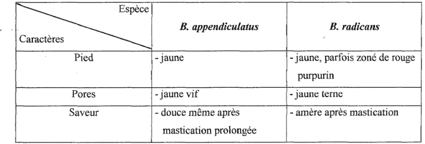 Tableau VIII : Distinction entre B.  appendiculatus et B.  radicans 