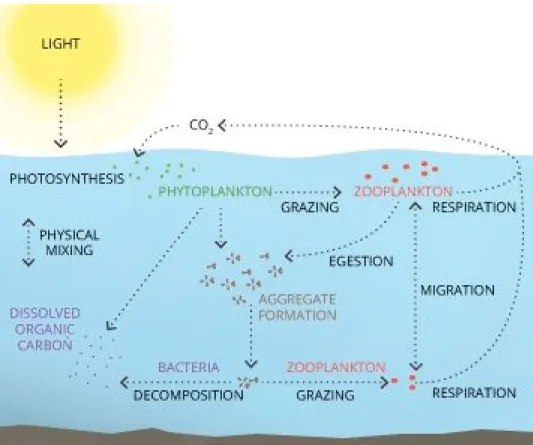 Figure 1. Participation du phytoplancton dans le cycle du carbone. Fixation du carbone atmosphérique  par le phytoplancton grâce à l’énergie solaire et la photosynthèse