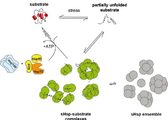 Figure 6. Modèle de l’activité de chaperon moléculaire des sHSPs. En conditions de stress les protéines  se déstabilisent et commencent à se déplier