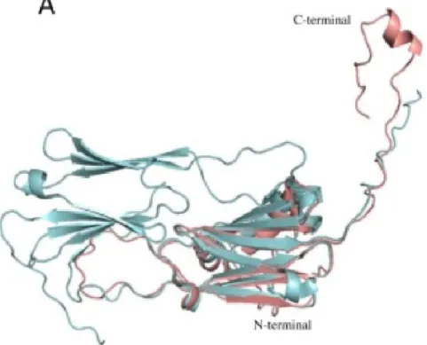 Figure 7. Modèle 3D du monomère de la sH SP  du cyanophage, HspSP-ShM2, (rose) aligné à un dimère  (turquoise)  de  la  Hsp16.9  du  blé  (PDB :  1GME)