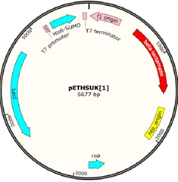 Figure 8. Carte du vecteur pETHSUK.