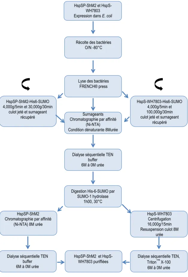 Figure 10. Représentation schématique des étapes générales de l’expression et purification in vitro de  HspSP-ShM2 et HspS-WH7803