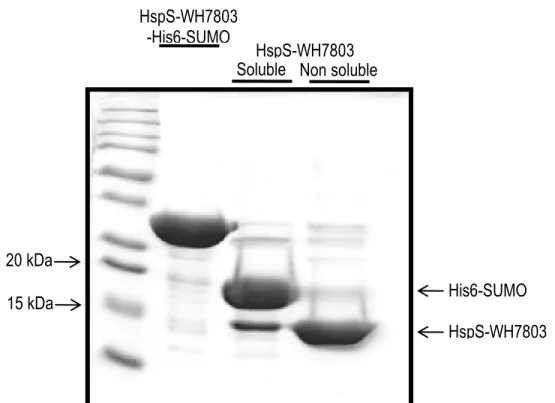 Figure 11. Analyse sur gel SDS-PAGE 12% du contenu protéique de la fraction soluble et non soluble  suite  à  la  digestion  de  l’étiquette  His6-SUMO  et  centrifugation  de  HspS-WH7803  (15  kDa)