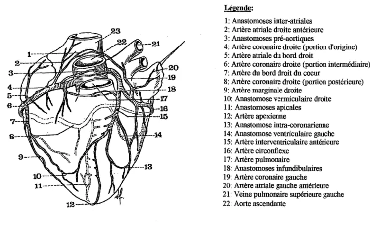Figure 1:  &#34;Les principa1es anastomoses coronariennes&#34;. 