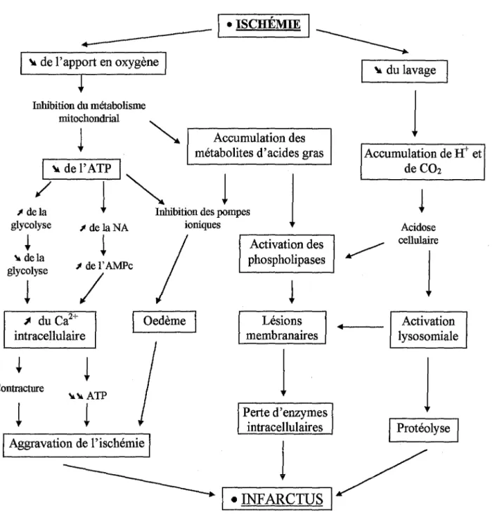Figure 2: &#34;Cascade métabolique de l'ischémie  à  l'infarctus&#34; (d'après Opie; 1991)