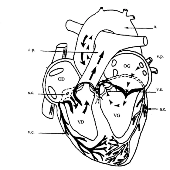 Figure 5: &#34;Cœur isolé perfusé&#34;. 