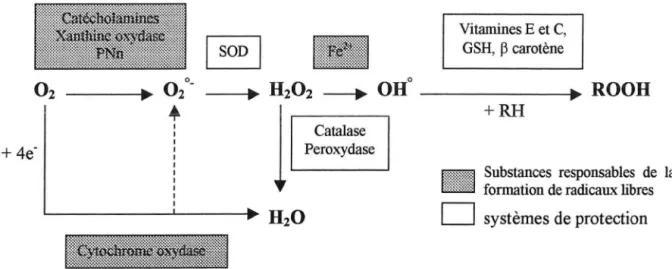 Figure 8: &#34;Mécanisme de production et d'élimination des radicaux libres de l'oxygène&#34;