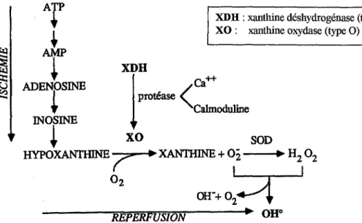 Figure  9:  &#34;Mécanisme proposé pour la production d'anions superoxydes par la voie de la xanthine  oxydase au cours de l'ischémie et de la reperfusion&#34;