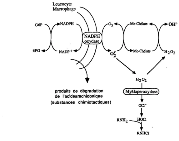Figure 10: &#34;Représentation schématique des différentes voies de production d'espèces cytotoxiques à  partir des cellules inflammatoires&#34;
