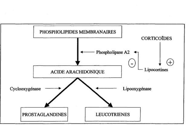 Fig 2: Inhibition des médiateurs de l'inflammation par les corticoïdes (39). 